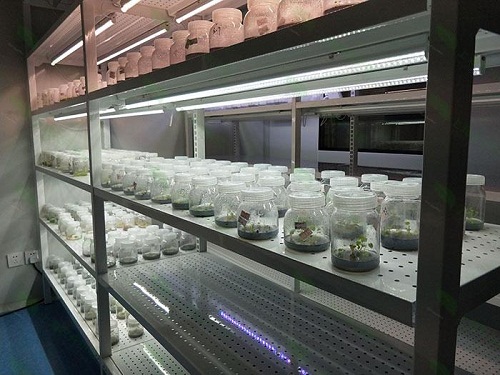 郑州植物组织培养实验室设计建设方案